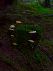green moss in the forest © Esteban