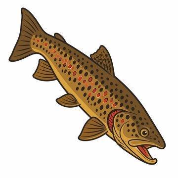 Brown trout fish vector illustration isolated on white