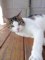 cat on the window © Dirkie