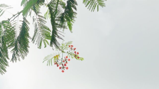 Low-Angle View of Flame Tree with Moving Branches and Blue Sky in Slow Motion 4K