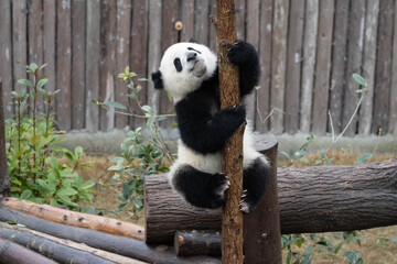 Playful Giant Panda Cub Climbing a Wooden Post © foreverhappy
