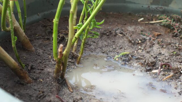 a murky puddle slowly absorbing into the soil around plant stems. A small earthworm is visible.