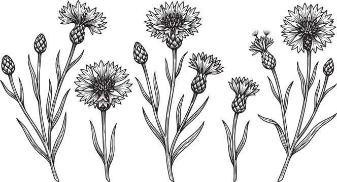 Hand Drawn Cornflower Botanical Illustration Set in Black and White Ink