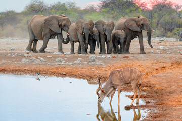 A group of elephant families go to the water's edge for a drink - African elephants standing near lake in Etosha National Park, Namibia © muratart
