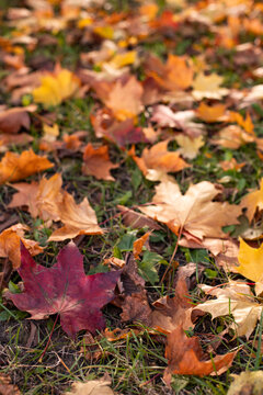 Close-up of fallen autumn leaves covering the ground with green grass, suitable as a graphic resource or background.high quality photo