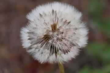 Close-Up of a White Dandelion Seed Head © Yannis