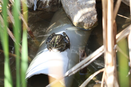 Frog Resting on a Pipe in a Pond