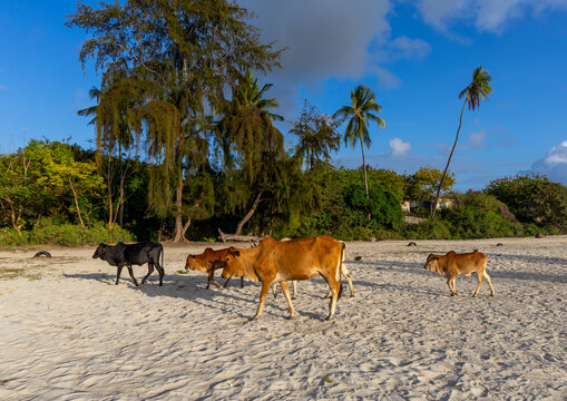Herd of brown and black cows with calves walking across a white sand beach in warm light beneath casuarina trees and coconut palms with a bright blue sky, Matemwe, Tanzania