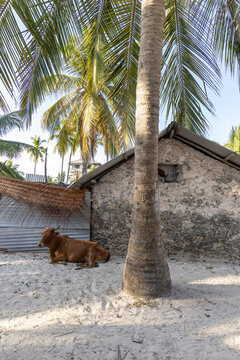 Brown cow lying on white sand beside a coral stone house with a corrugated roof and a tall coconut palm trunk in the foreground with palm fronds above, Matemwe, Tanzania