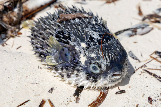 Close-up of a dead spiny porcupinefish with inflated body and sharp spines lying on bright white sand among seaweed debris on the beach in strong sunlight, Matemwe, Tanzania