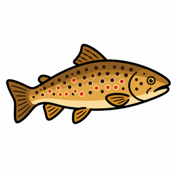 Brown trout fish vector illustration isolated on white