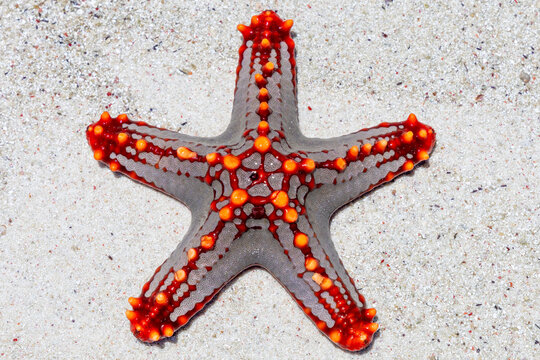 Close-up of a red orange and gray horned sea star lying on white coral sand seen from above with fine sand grains and shell bits in bright sunlight, Matemwe, Tanzania