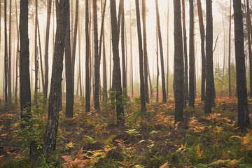 las,mgła ,jesień  © Marcin Łazarczyk