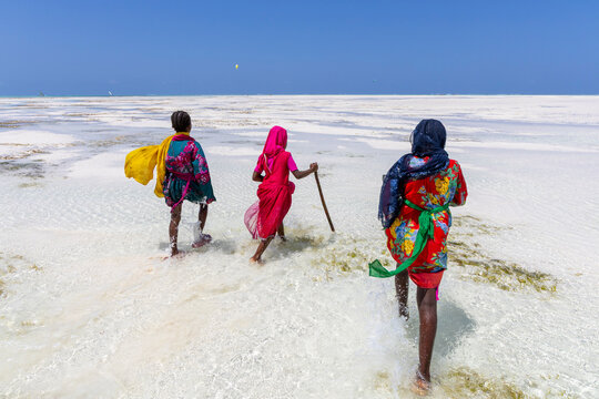 Three girls in colorful dresses and headscarves walking away through shallow turquoise water on a white sand flat with one girl carrying a wooden stick, Jambiani, Tanzania