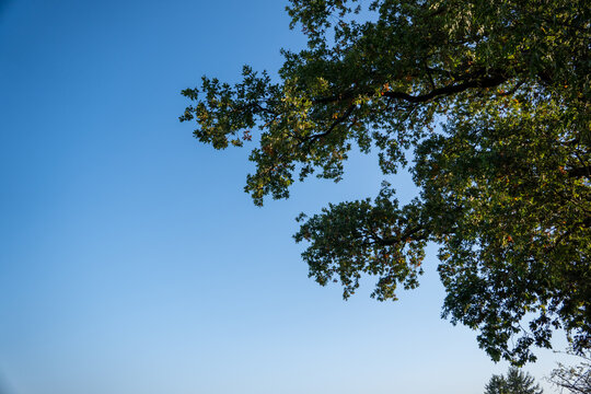 Eichen&auml;ste vor blauem Himmel &ndash; Gr&uuml;ne Baumkrone an einem sonnigen Herbsttag   
