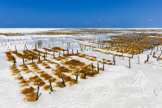 Sea weed farm at low tide with rows of brown sea weed tied on lines between wooden poles stretching across a white sand tidal flat under a deep blue sky, Jambiani, Tanzania