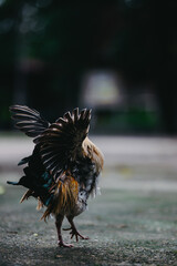 Back view action shot of a bantam rooster displaying its spread wings and detailed feather texture from behind while standing outdoors on a farm. © Komkrit