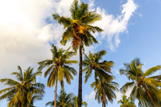 Tall coconut palm trees seen from a low angle against a blue sky with soft white clouds in warm golden evening light with ripe coconuts under the fronds, Jambiani, Tanzania