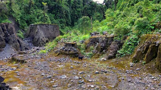 Wild Tapir Standing in Rocky Tropical Mountain Landscape