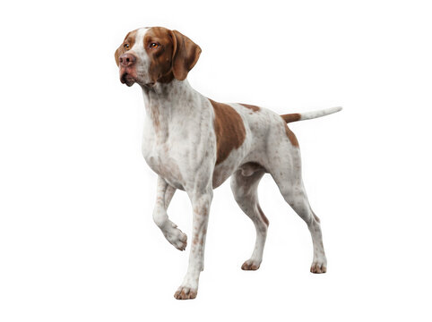 Alert pointer dog standing isolated on clear