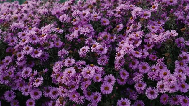 Pink autumn New England aster daisy flowers pollinated by many bees and peacock butterflies. Smooth parallax orbit shot around blooming flowers pollinated by insects.