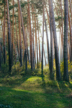 forest in autumn