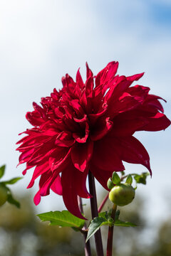 Close up of deep red dahlia flower blooming boldly with green bud against blue sky in autumn garden background with copy space