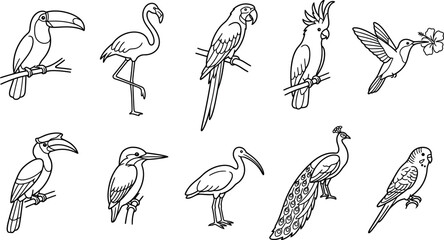 Fototapeta premium Tropical Bird Vector Icon Set Featuring Line Art Illustrations of Toucan Flamingo Parrot Cockatoo Hummingbird Hornbill Kingfisher Ibis Peacock and Budgerigar
