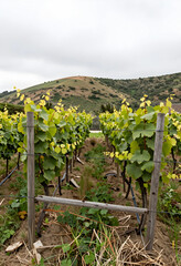 Fototapeta premium Viticulture and sustainable agriculture, young grape vines growing in a vineyard with rolling hills and cloudy sky in the countryside during spring