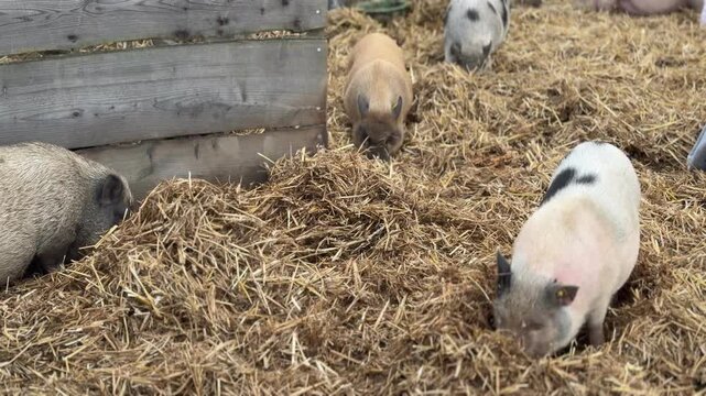 Piglets rooting in straw pen