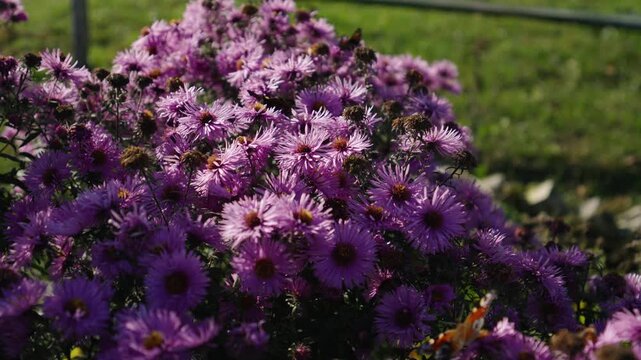 Slow dolly shot over blooming New England daisy flowers with bees, bumblebees and butterflies pollinating them.