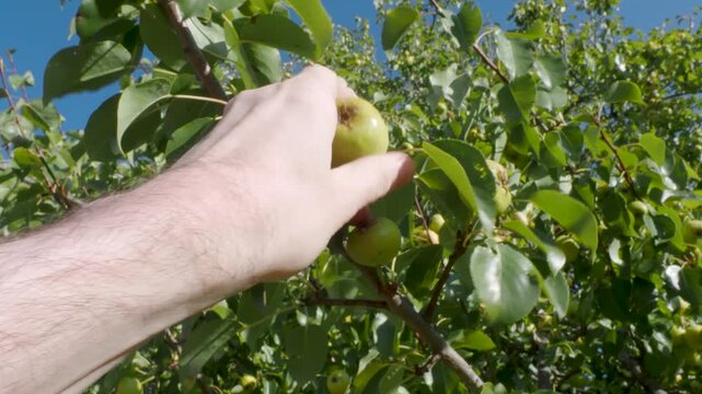 Man picking ripe apple from tree in sunny orchard near Cluj, Romania