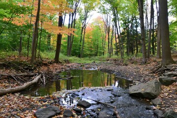 Fototapeta premium Forest stream with autumn leaves and reflections