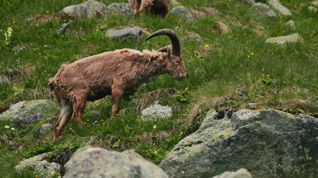 Herd of West Caucasian tur Capra caucasica with large horns grazing on a steep grassy slope with majestic rocky mountains in the background. Wild mountain goats in their natural habitat in slow motion