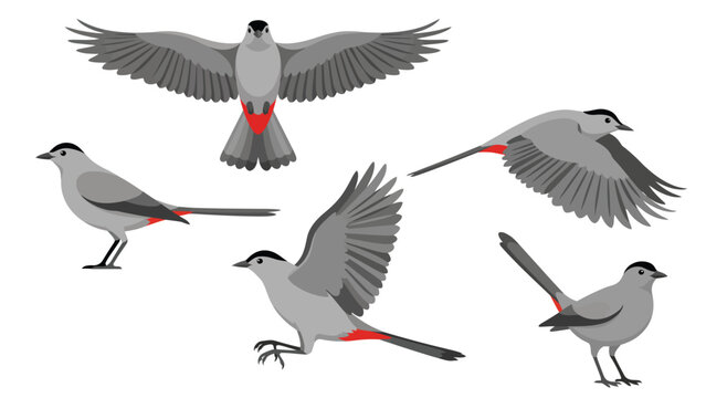 Gray Catbird Flight Animation Keyframes and Perched Songbird Vector Asset Set