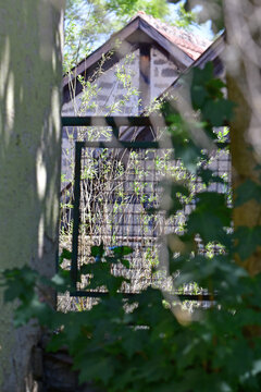 old abandonned house hidden behind green