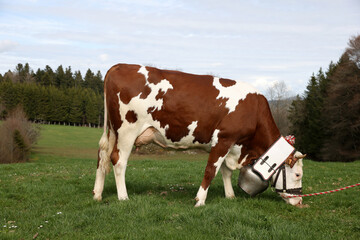 Brown and white cow grazing in a meadow with a bell © Pascal