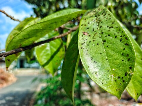Soursop Leaves Infected with Black Spot Disease, Diseased Plant