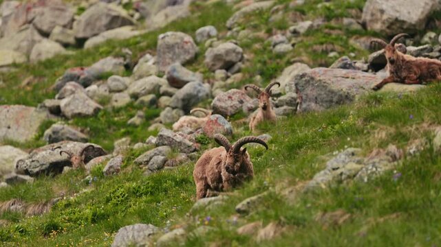 Herd of West Caucasian tur Capra caucasica with large horns grazing on a steep grassy slope with majestic rocky mountains in the background. Wild mountain goats in their natural habitat in slow motion