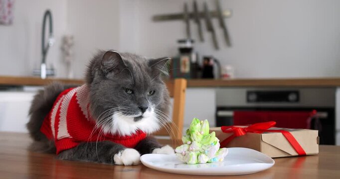 Longhair cat in red outfit relaxes beside party snack on kitchen table. Calm pet marks pet birthday celebration with packaged present indoors at bright house. sheremetyevo international airport