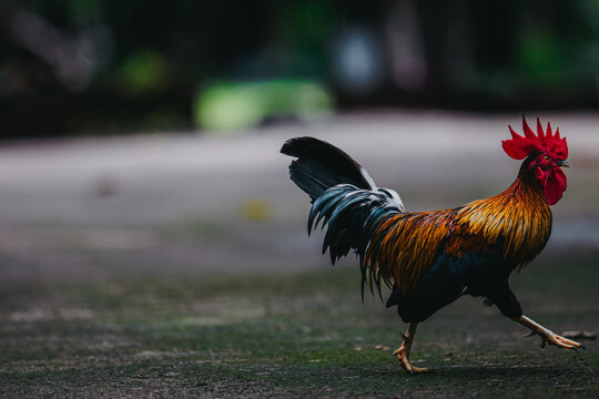 Full length shot of a fast-moving bantam rooster running outdoors, displaying sharp red comb, golden-brown feathers, and glossy black tail in dynamic motion.