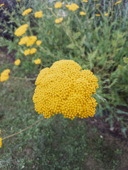 A close-up view of a bright yellow yarrow flower cluster blooming in a garden. © DBA