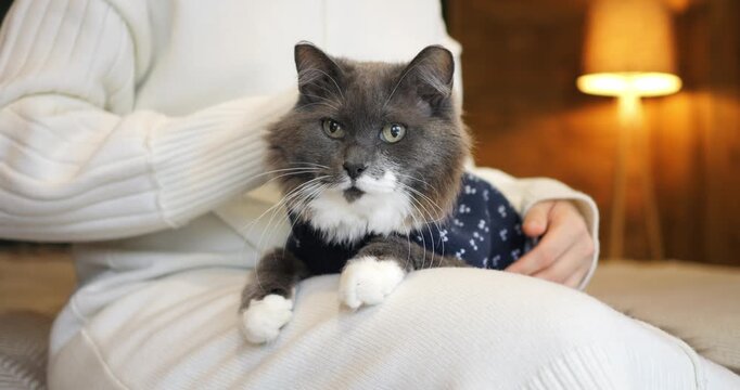 Domestic cat rests comfortably on woman lap while enjoying gentle petting during relaxing indoor weekend. Peaceful feline wears patterned vest while cozy owner strokes head softly in warm bedroom.