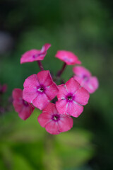 Obraz premium Brightly colored Phlox flower cluster growing in home garden