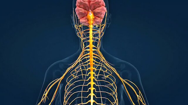 The human nervous system controls sensation, movement, thought, coordination, and communication throughout the body.
