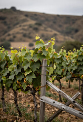 Fototapeta premium Viticulture and sustainable agriculture, vineyard rows with green grapevines and wooden fence in rural countryside landscape during harvest season
