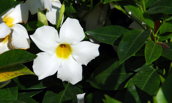 White mandevilla rock trumpet flower