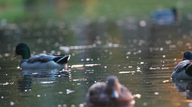 Wild mallard ducks swimming on a smooth water surface in calm windless weather during warm golden hour sunset light outdoors. Beautiful cinematic wildlife scene of waterfowl birds feeding and washing.