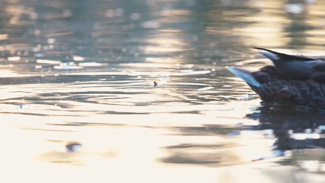 Wild mallard ducks swimming on a smooth water surface in calm windless weather during warm golden hour sunset light outdoors. Beautiful cinematic wildlife scene of waterfowl birds feeding and washing.