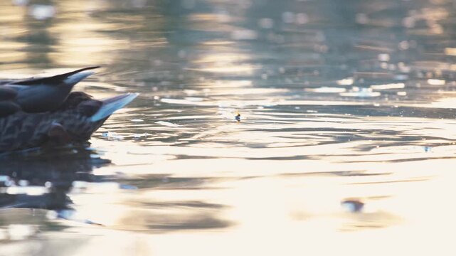Wild mallard ducks swimming on a smooth water surface in calm windless weather during warm golden hour sunset light outdoors. Beautiful cinematic wildlife scene of waterfowl birds feeding and washing.